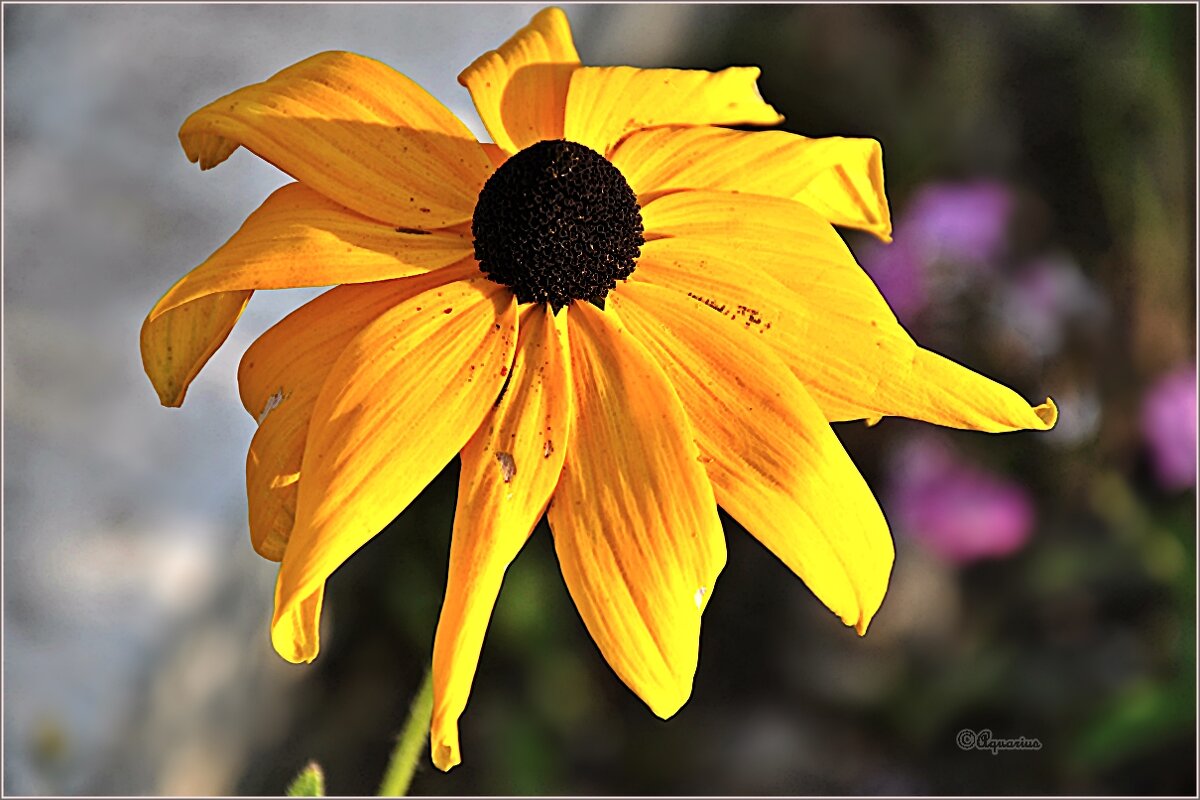 Рудбекия - Aquarius - Сергей