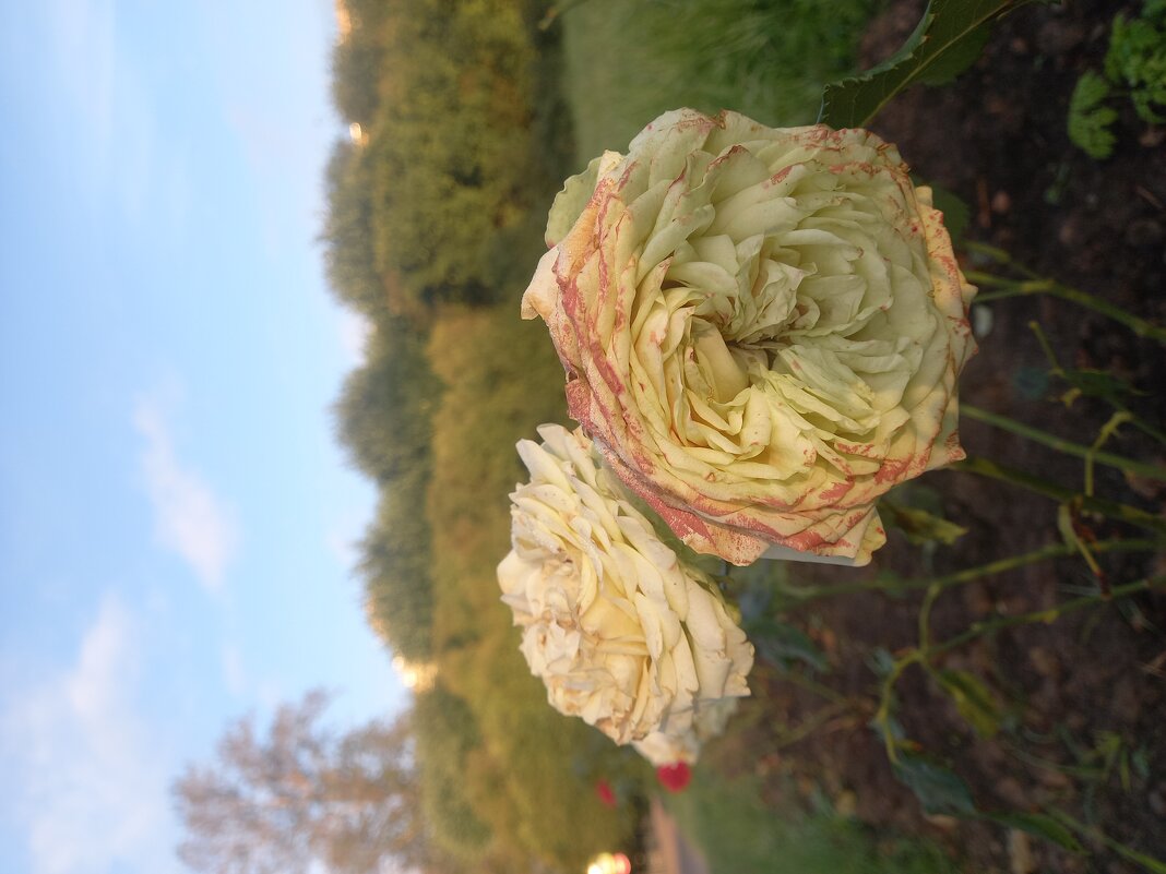 Розы - Сапсан 