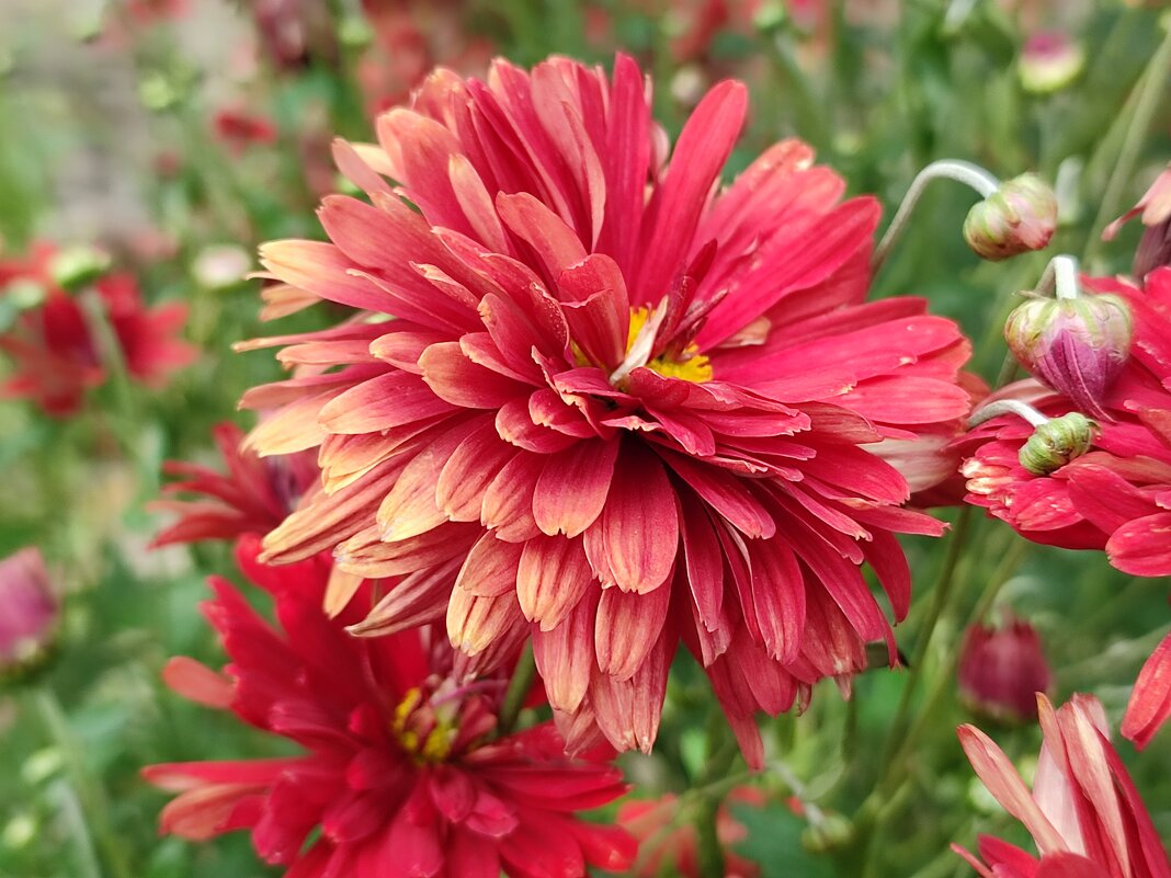 Королева осени - Валентина Богатко Королева осени - Валентина Богатко