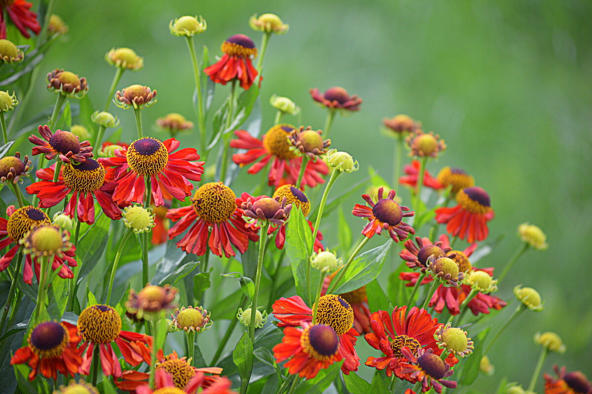 Гелениум в моём саду - Татьяна Лютаева