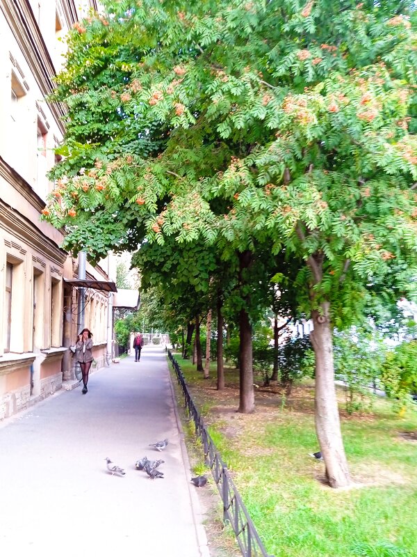 Рябина красная на моей улице! - Светлана Калмыкова Калмыкова