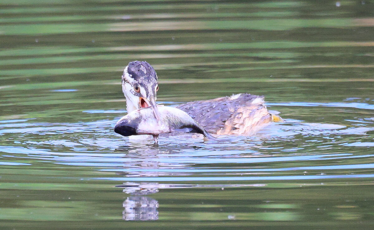 Верь в удачу... - Владилен Панченко