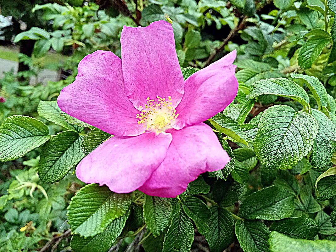 Цветы. - Владимир Драгунский