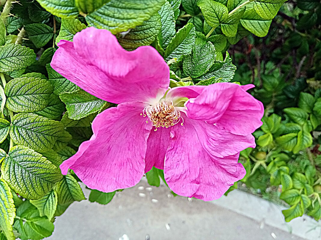 Цветы. - Владимир Драгунский Цветы. - Владимир Драгунский
