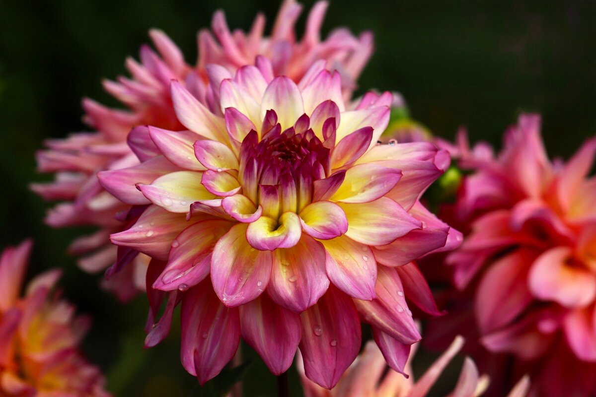 Доброе утро - Юрий. Шмаков