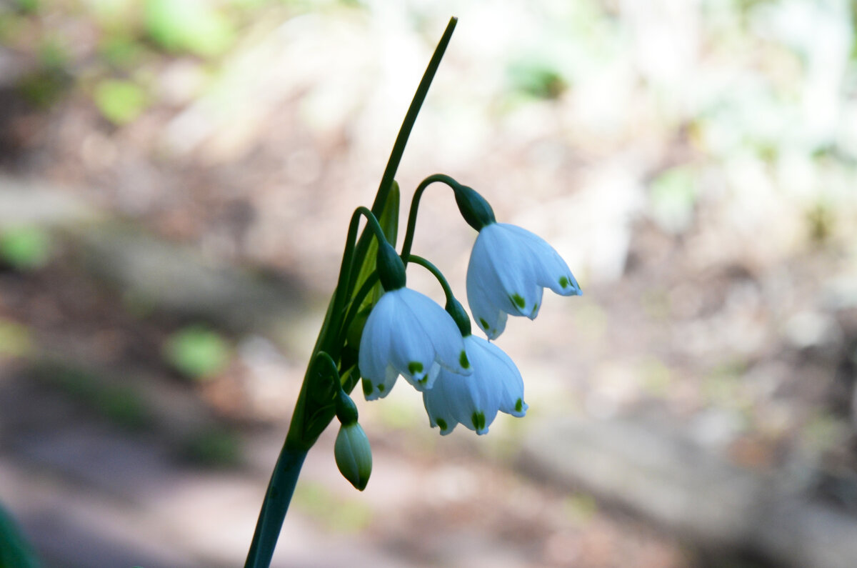 Весна в Ботаническом... Май. - Наташа ***** Весна в Ботаническом... Май. - Наташа *****