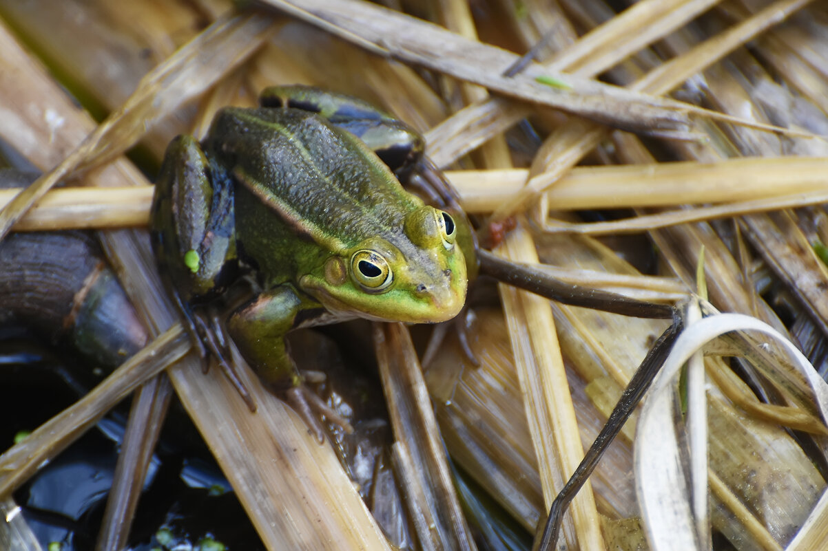 Весна в Ботаническом... Май. - Наташа *****