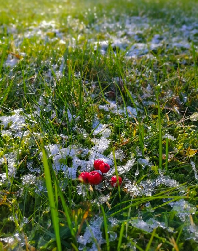 Заморозки - Любимова Ольга 