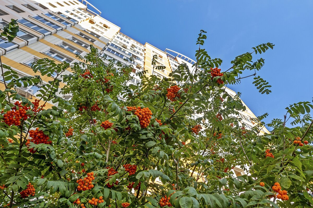 Рябина в городе - Валерий Иванович