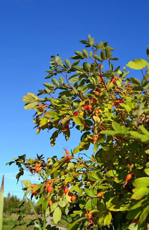 Короткое лето Заполярья - Ольга 