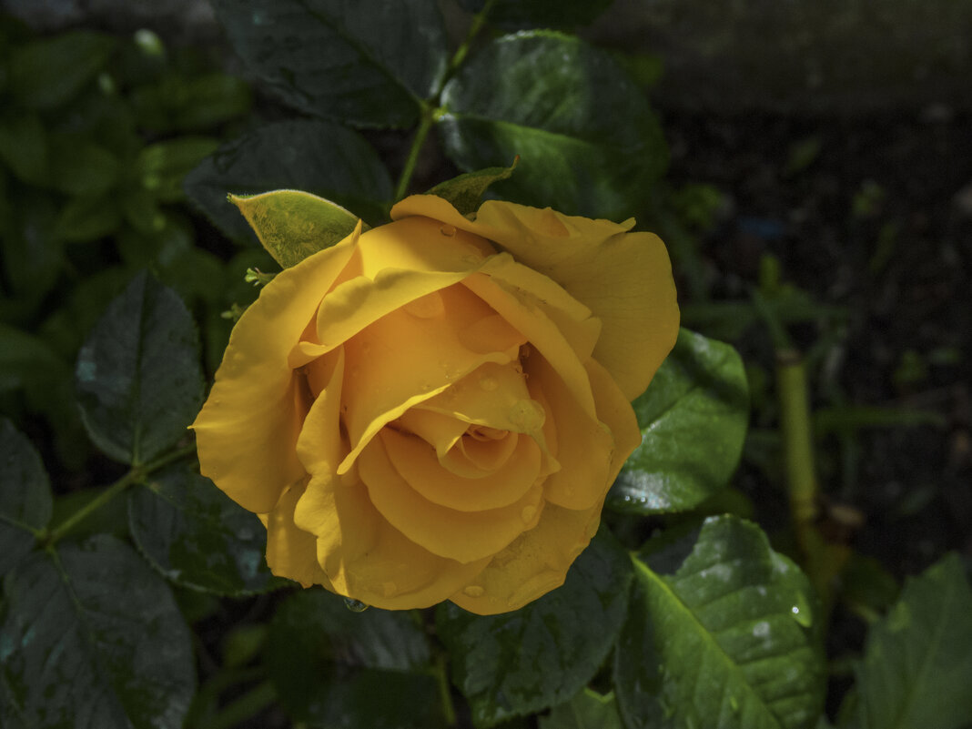 Жёлтая роза  Керио - Валентин Семчишин