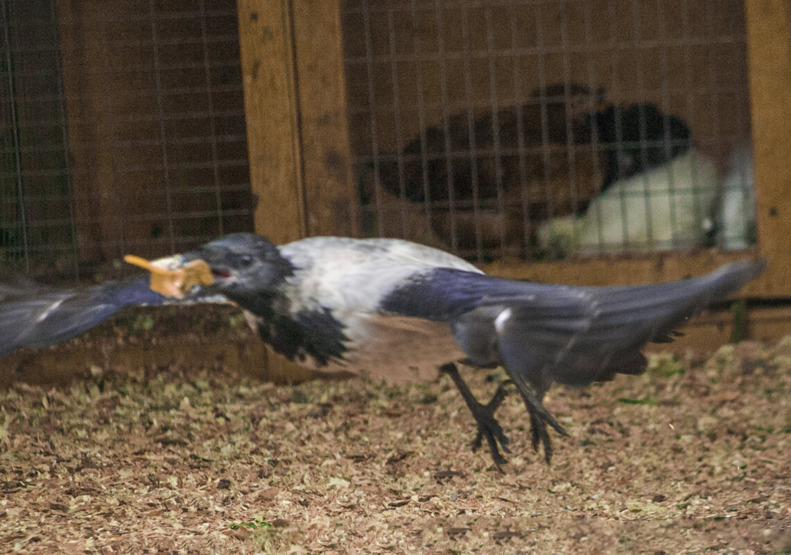 Плутовка - жду ГОСТИ - Владимир Максимов