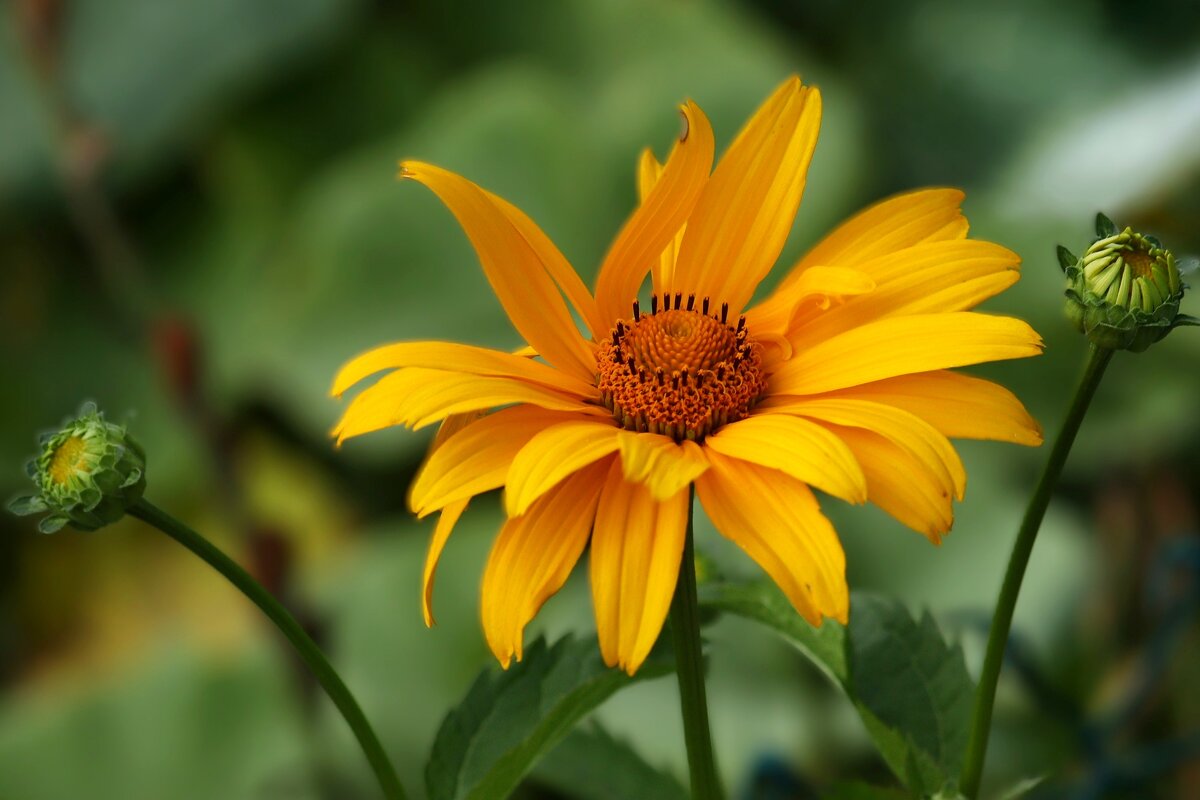 Простенький - Юрий. Шмаков Простенький - Юрий. Шмаков