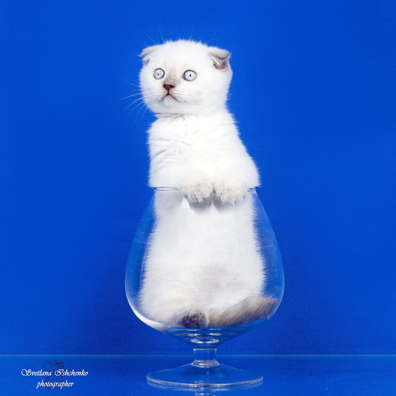 Котомодель - Светлана Ищенко