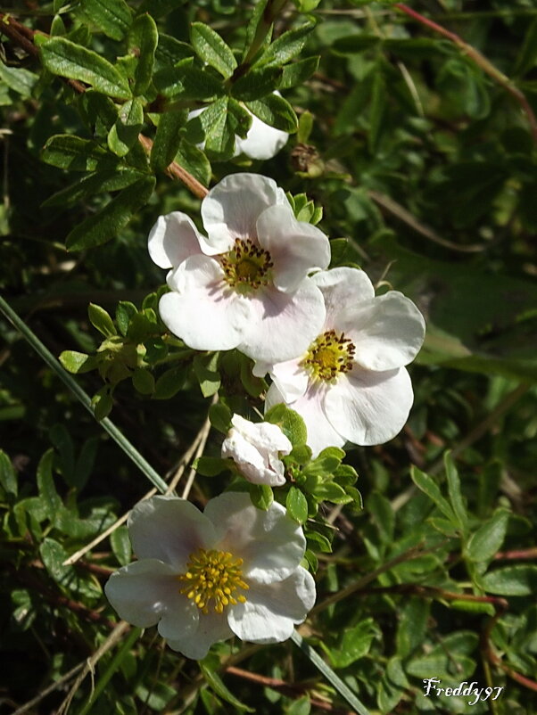 Лапчатка - Freddy 97