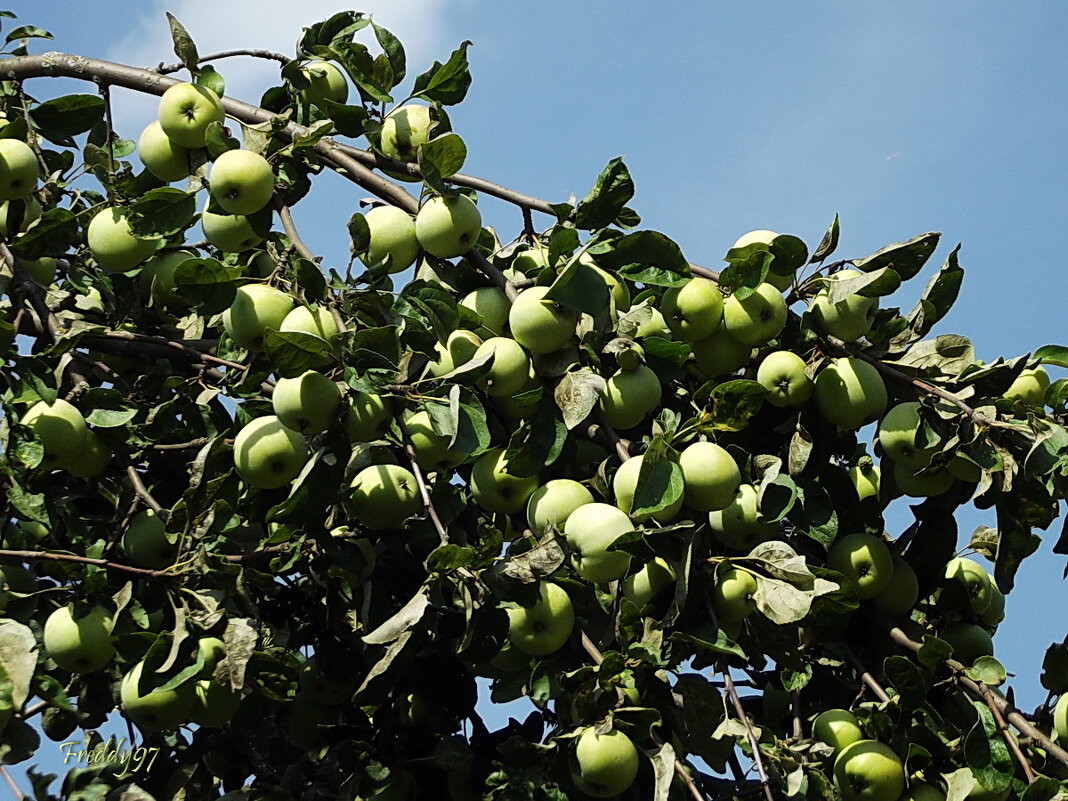 Тяжёлая ноша - Freddy 97