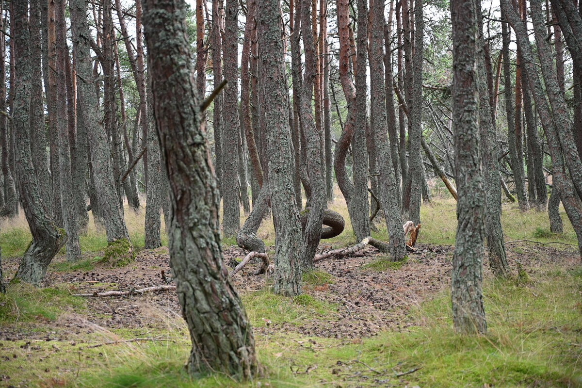 Танцующий лес - redfox 