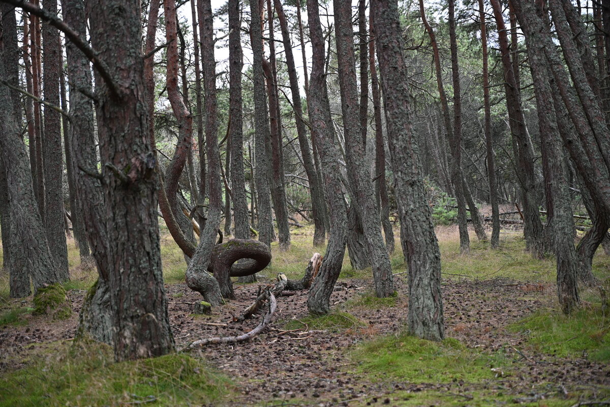 Танцующий лес - redfox 