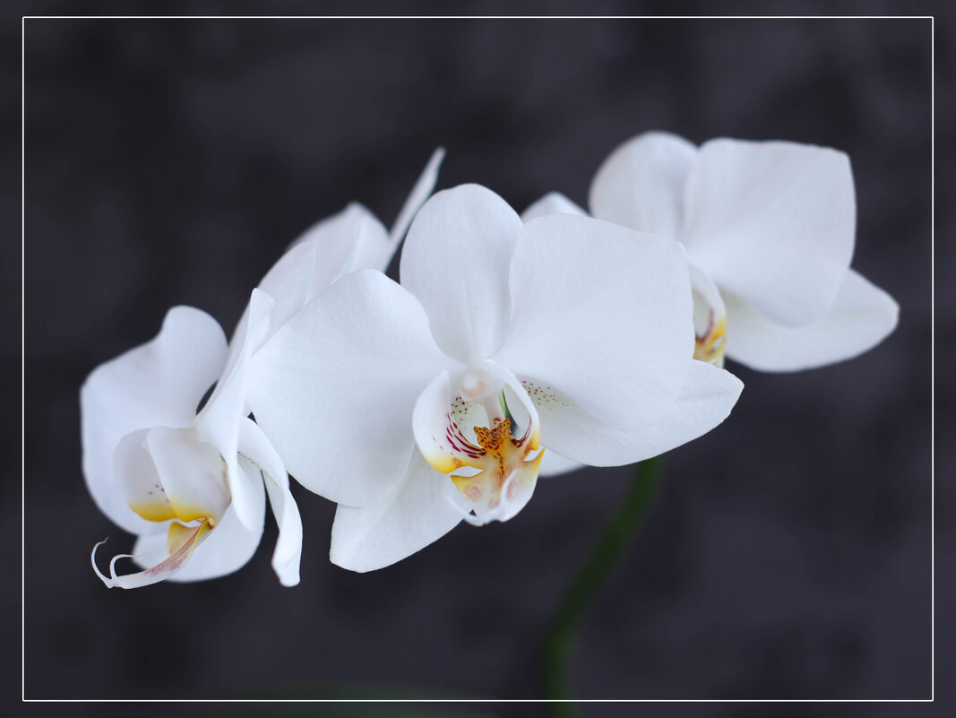 Белая орхидея - Irene Irene