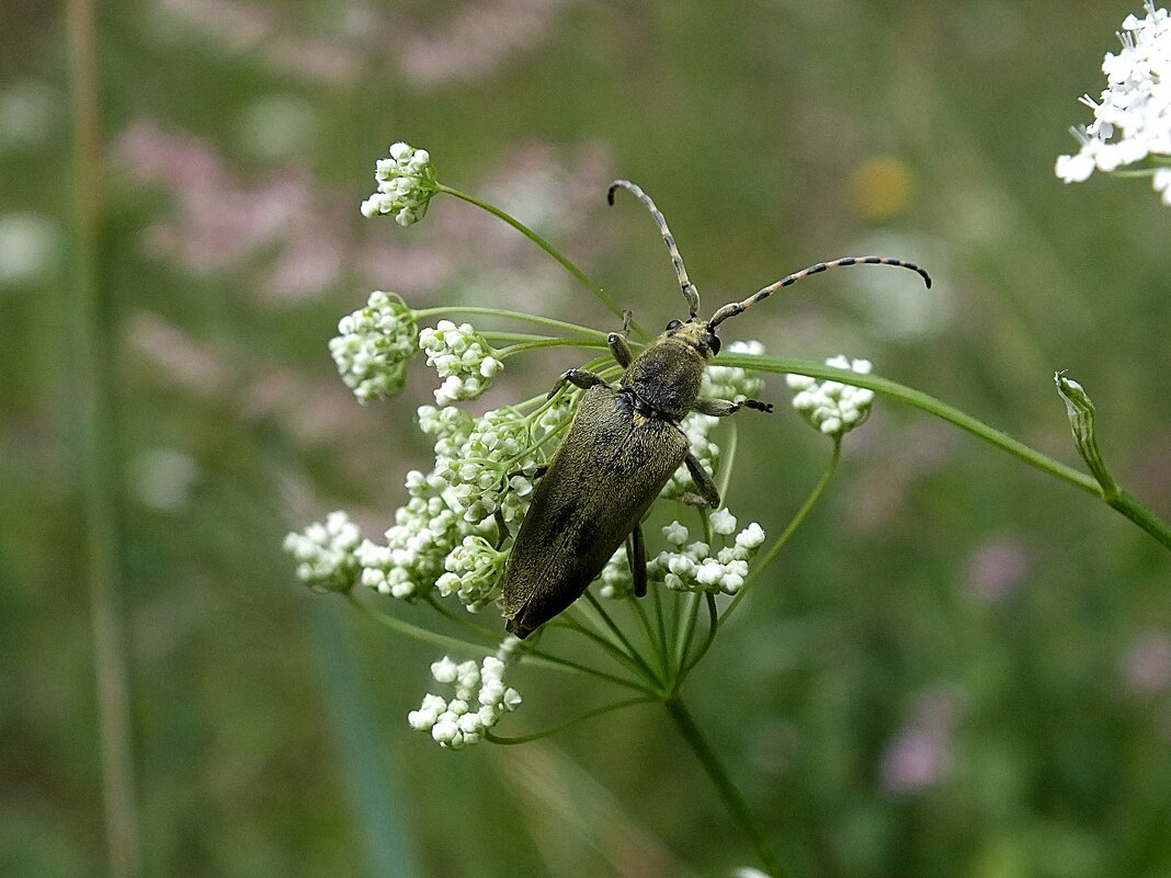 Усач - Зоя Мишина