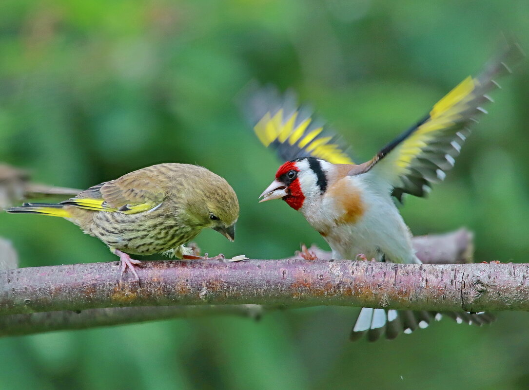 спор... - Andrey Bragin 