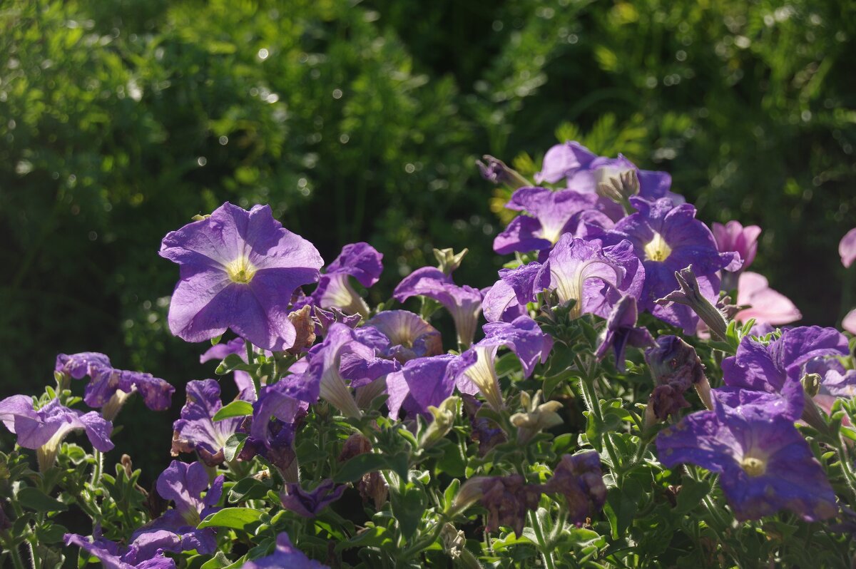 Петуньи - Сергей Швечков