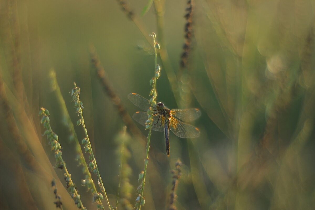 Вечерело - Валентина 