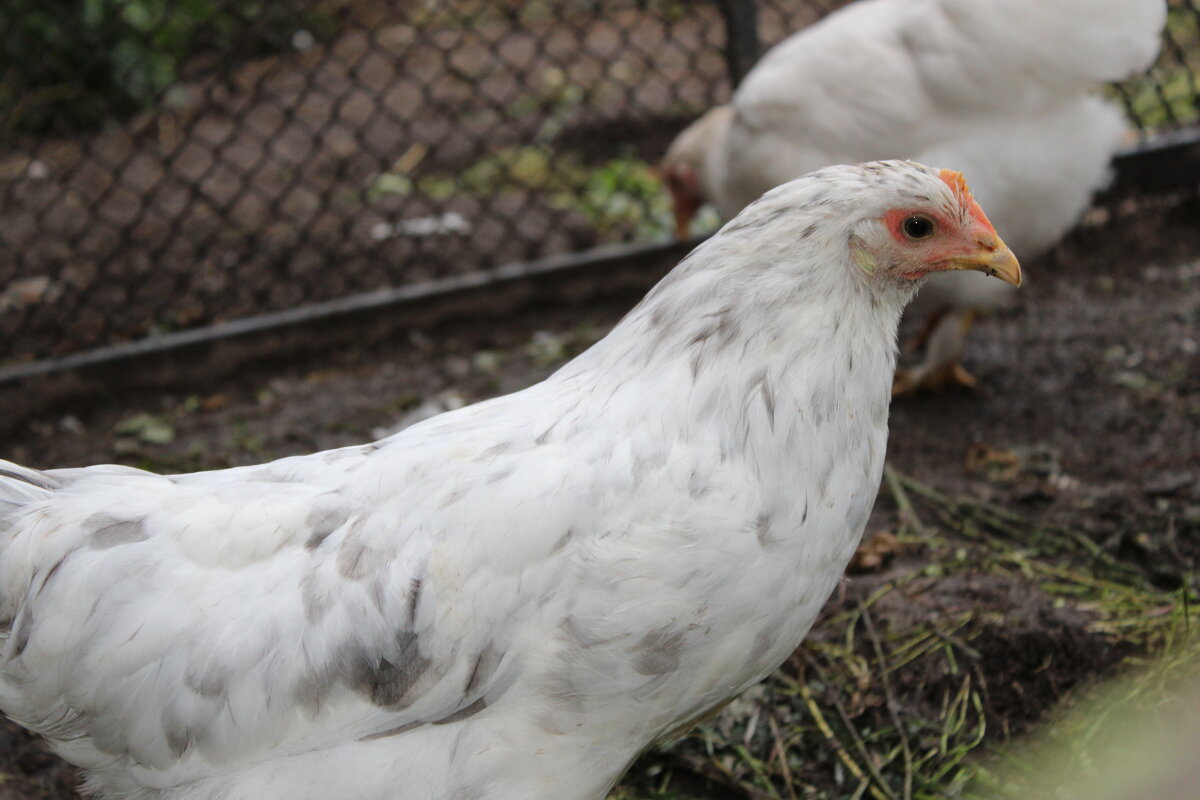 молодка - Ирина Лесиканич