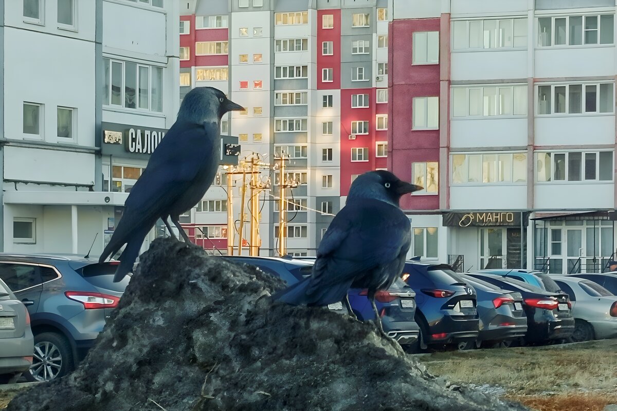 ГАЛКИ - Дмитрий Петренко
