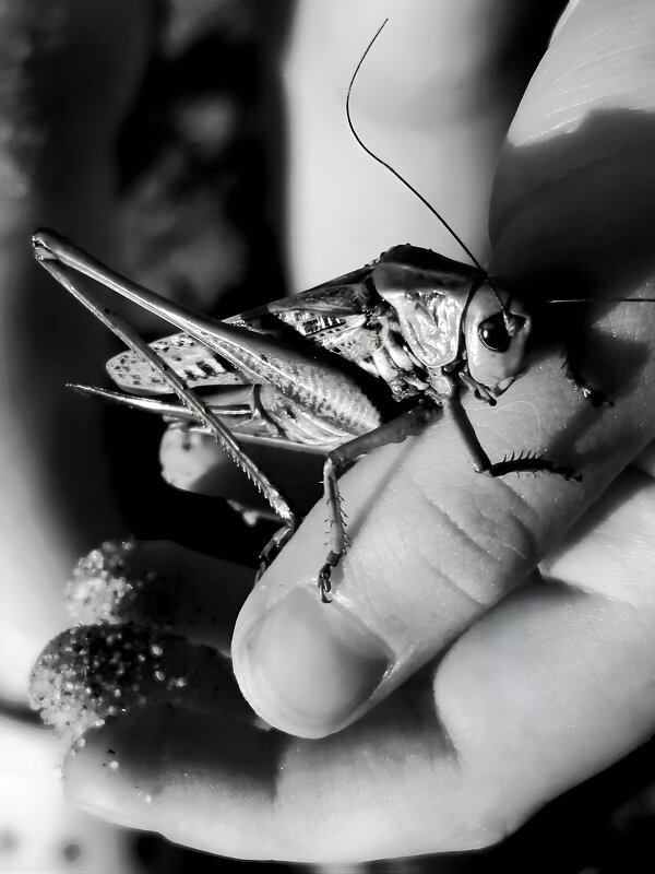 В ДЕТСКИХ РУКАХ... - Дмитрий Петренко