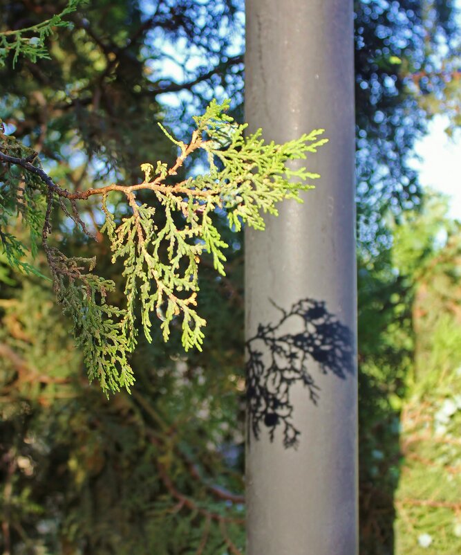 Ветка шепчет - Владимир Соколов (svladmir)