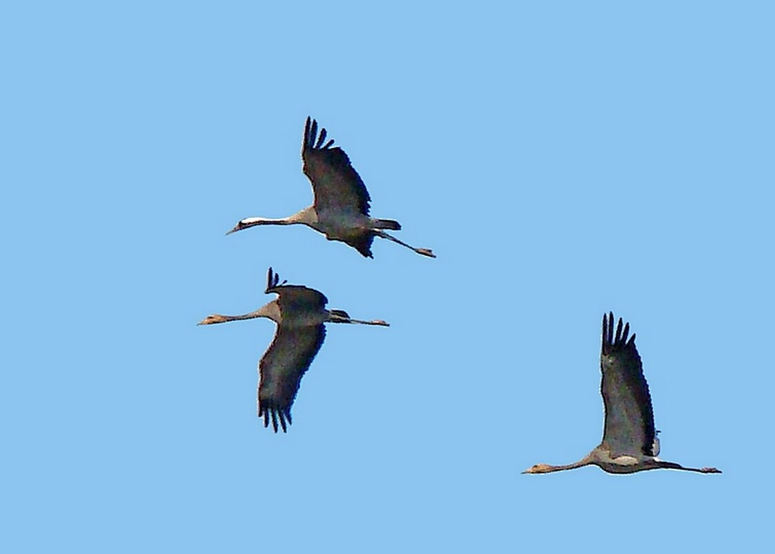 серые журввли - gawrilа - dan серые журввли - gawrilа - dan