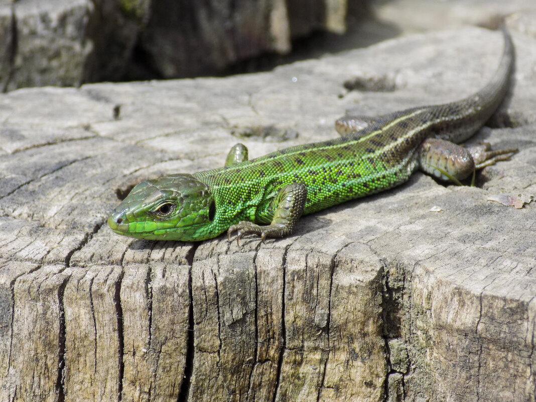 На пеньке... - Константин Штарк