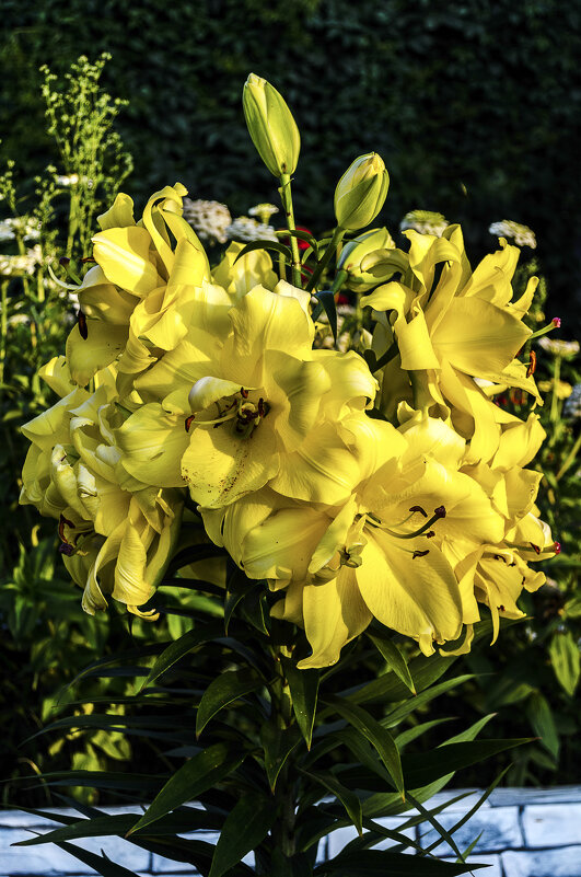 Царская лилия - Андрей Щетинин