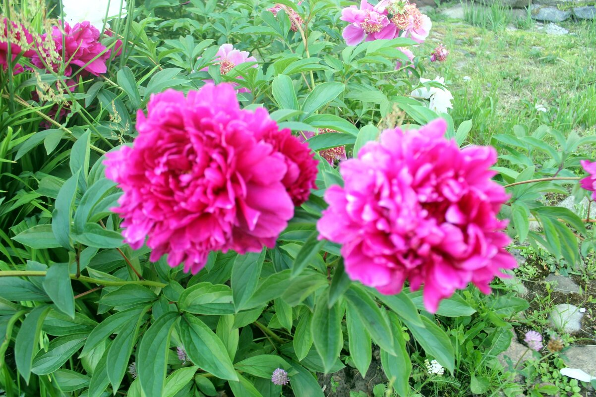 Пионы - Сергей Кочнев