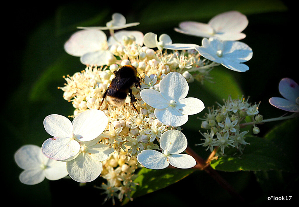 они на радость нам даны - Олег Лукьянов