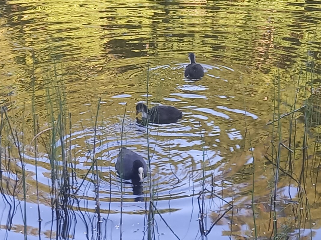 Лысухи - Сапсан 