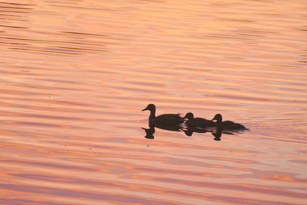 из снятого сегодня 3 - Александр Прокудин