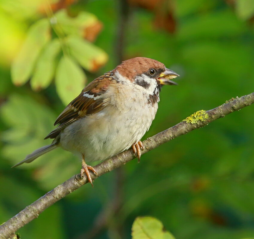 всем довольный... - Andrey Bragin 