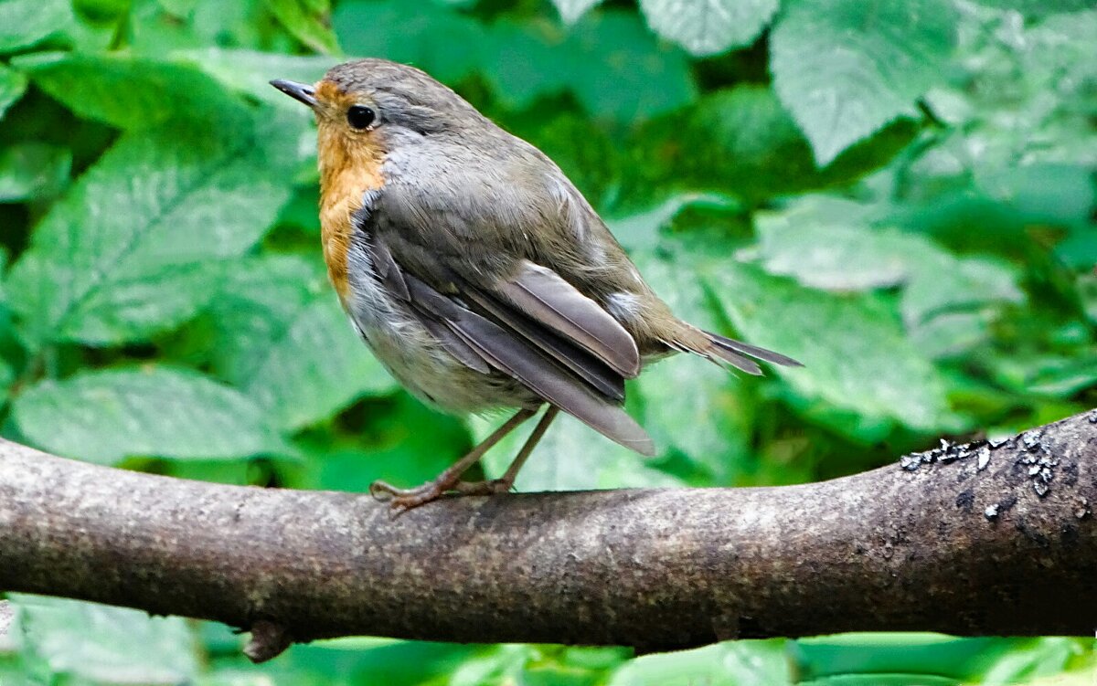 Слёток зарянки. - Милешкин Владимир Алексеевич 