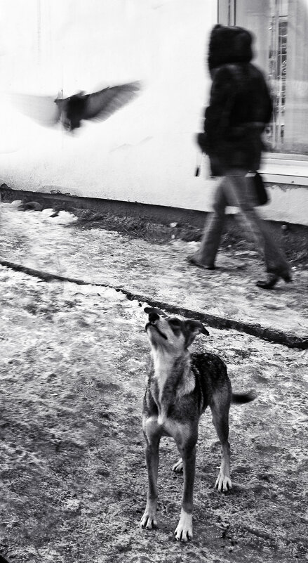 Гродская фауна Кандалакши - СЮ 