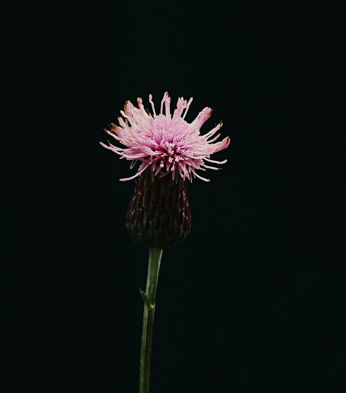 *** - Леонид leo