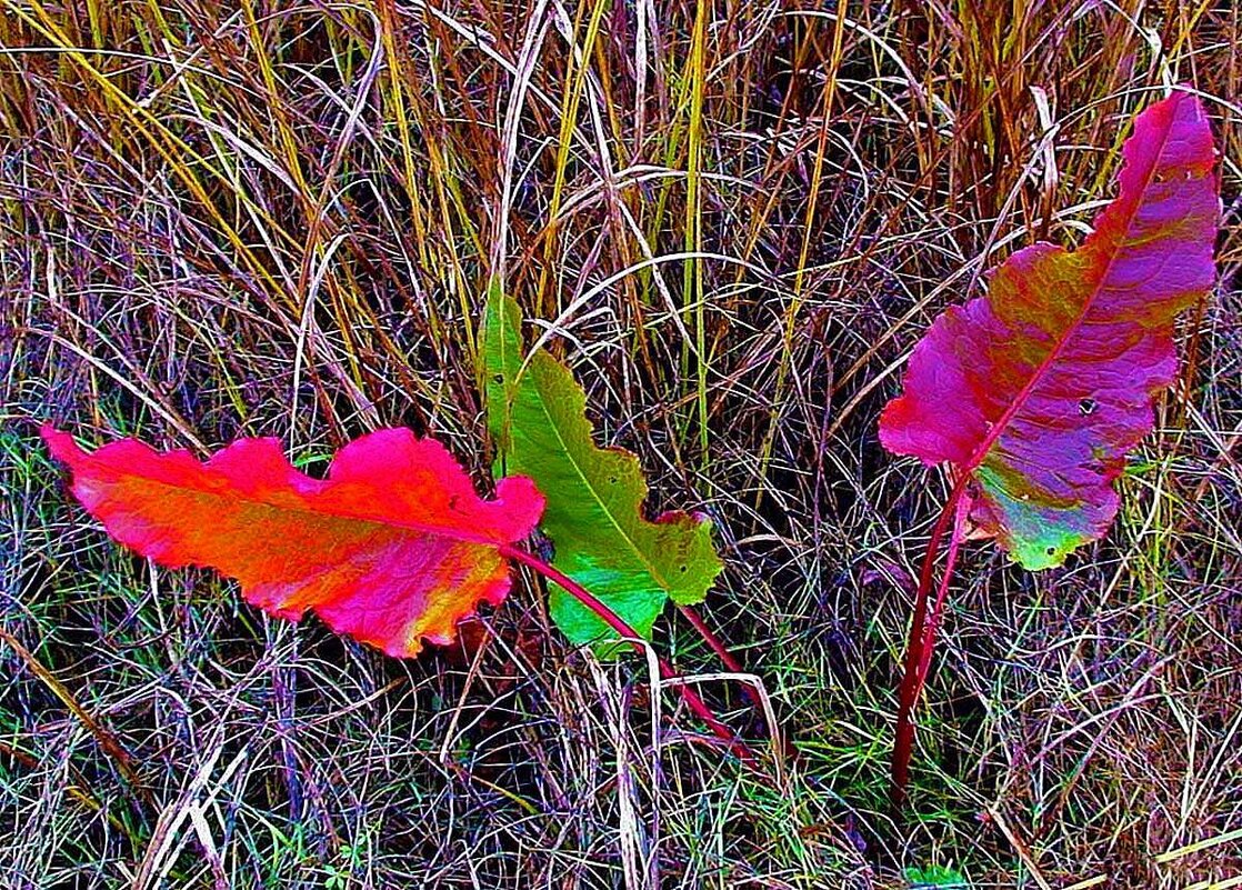 Август....Щавель уже покраснел! - Владимир 