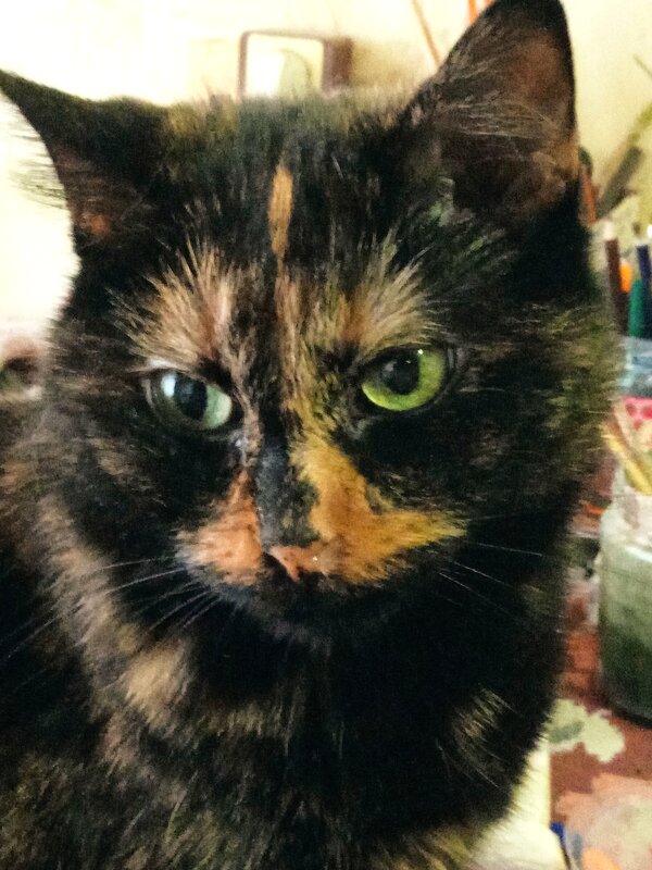 Кошечка Матрёшка на фотосессии. - Светлана Калмыкова Калмыкова