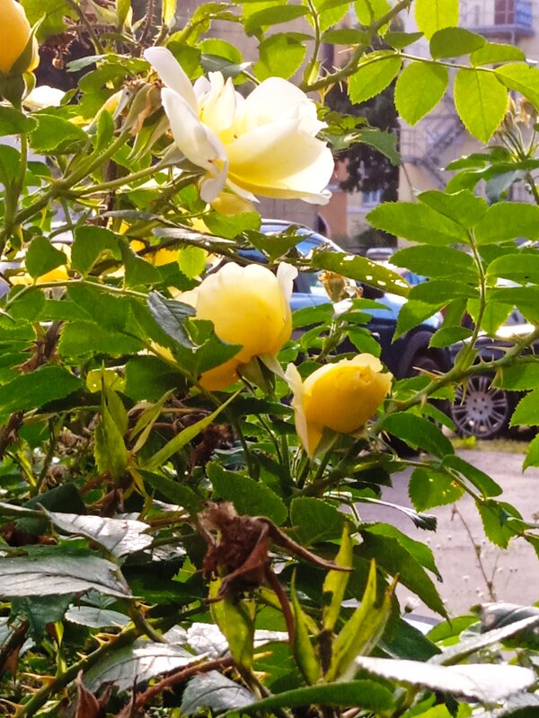 Жёлтые розы в моем дворе. - Светлана Калмыкова Калмыкова