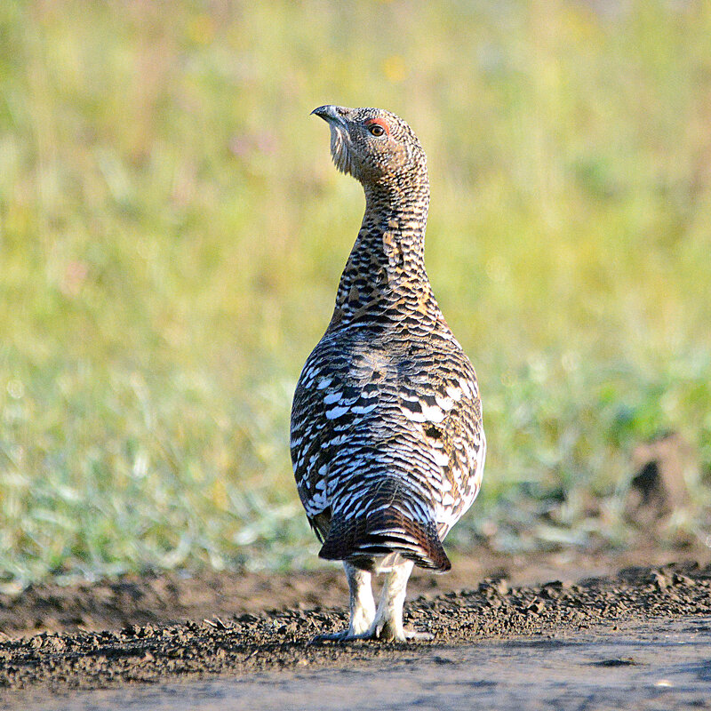 Грация - Михаил Белоусов