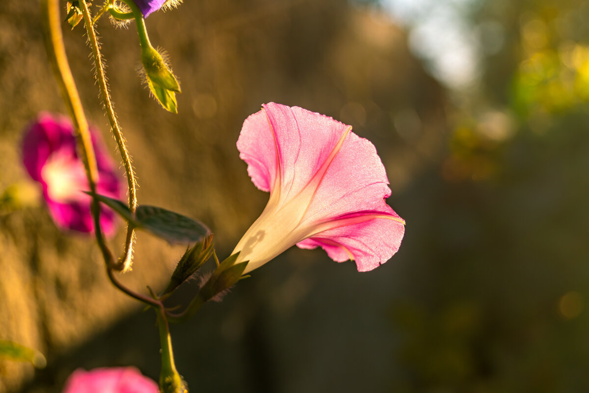 Ипомея - Игорь Сикорский
