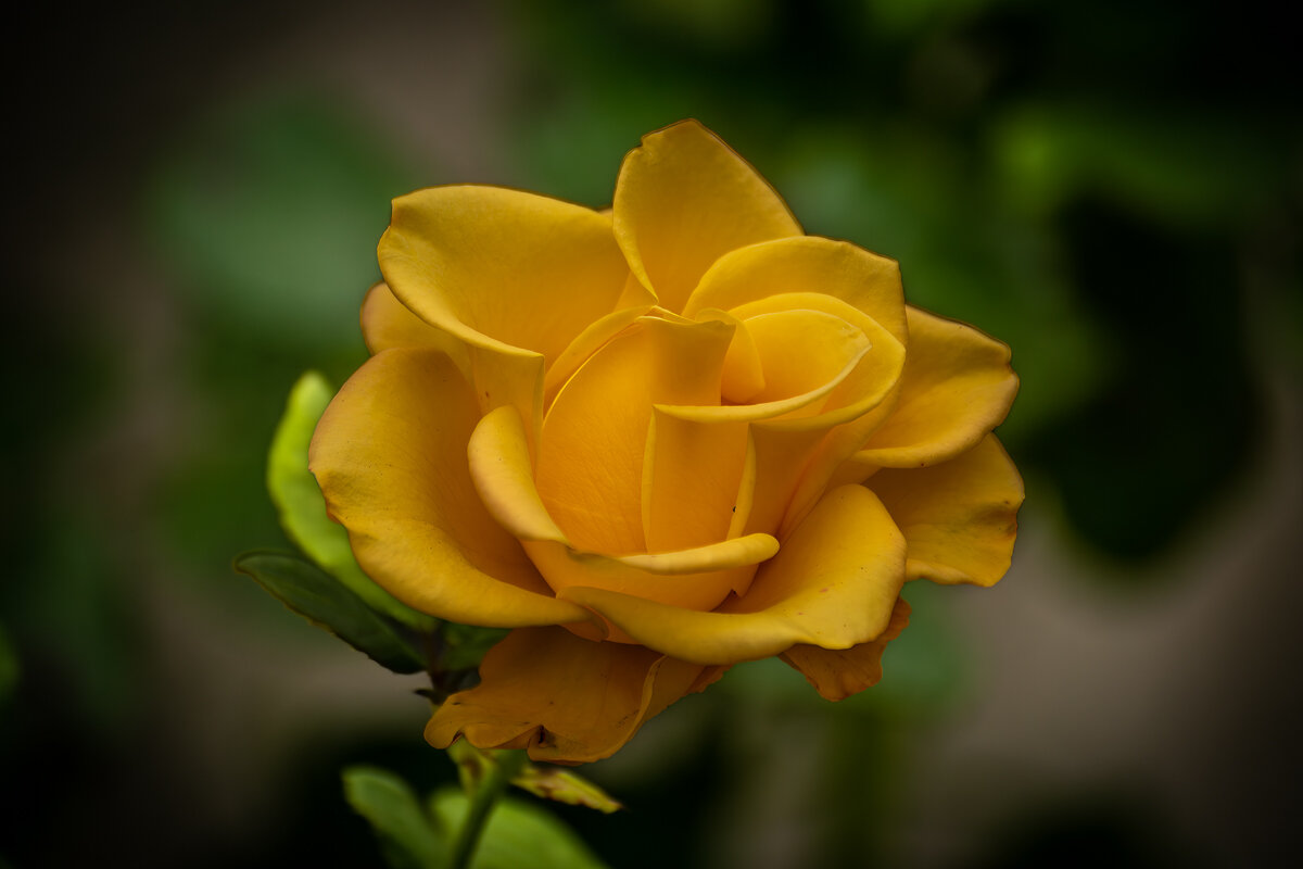 Роза - Игорь Сикорский