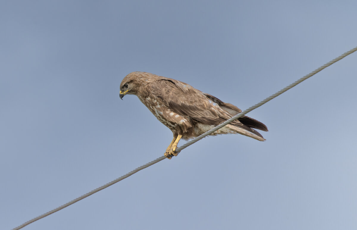 канюк - юрий макаров