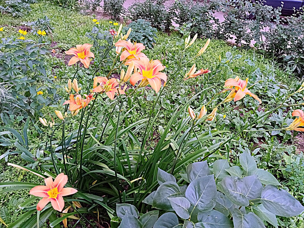 Цветы. - Владимир Драгунский